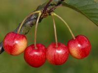 Pflanzen Süßkirschenbaum Büttners rote Knorpel 7,5 L Container