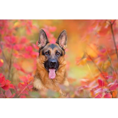 Papermoon "Hund in Natur"