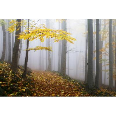 Fototapete PAPERMOON "Photo-Art MARTIN RAK, NOVEMBERWALD", bunt, B:3,5m L:2,6m, Vlies, Tapeten