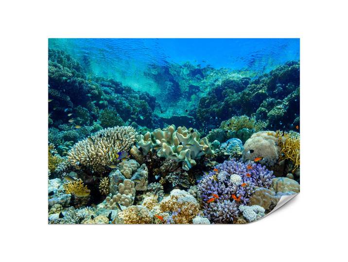 Muralo Fototapete Unterwasserwelt Korallenriff Bunte Fische Meer Natur 350x256, Rosa, Violett, Türkis, Grün, Gelb, Orange, Braun, Papier, Wasser/Strand/Meer, Rechteckig, 350x256 cm, Tapeten & Wandverkleidungen, Fototapeten