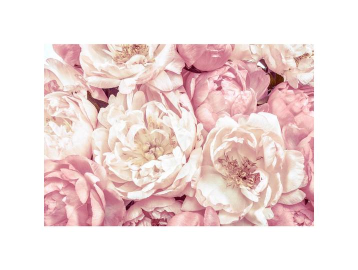 Komar Vliestapete, Rosa, Weiß, Floral, 368x248 cm, Fsc, Tapeten & Wandverkleidungen, Vliestapeten