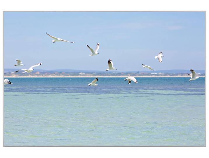 Bild mit Rahmen Möwen Über Der Nordsee image LAND