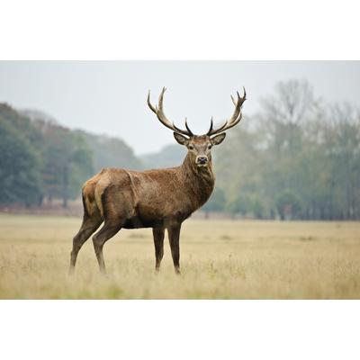 Fototapete PAPERMOON "HIRSCH-NATUR LANDSCHAFT WILD TIERE WALD BÄUME PFERDE", bunt, B:4,5m L:2,8m, Vlies, Tapeten