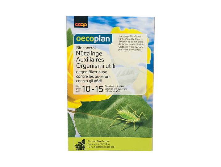 Oecoplan Biocontrol Nützlinge gegen Blattläuse