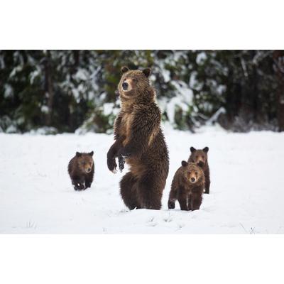 Fototapete PAPERMOON "GRIZZLEY BÄR-MIT JUNGEN WINTER NATUR WILDE TIERE WALD", bunt, B:3m L:2,23m, Vlies, Tapeten