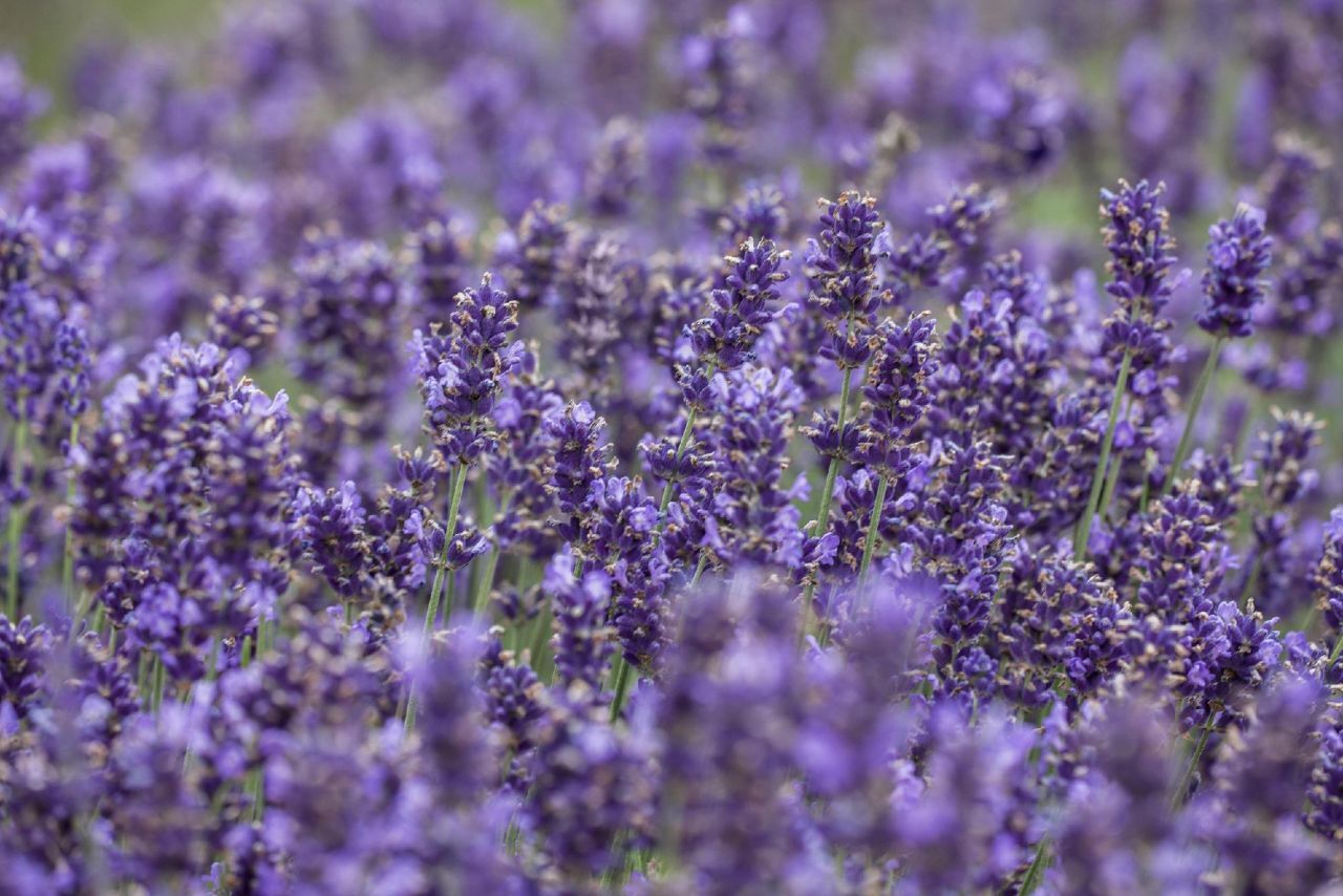Pflanzen Lavendel Hidcote H ca 25 cm 12 cm Topf