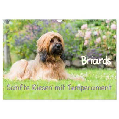 Briards - sanfte Riesen mit Temperament (Wandkalender 2027 DIN A3 quer), CALVENDO Monatskalender