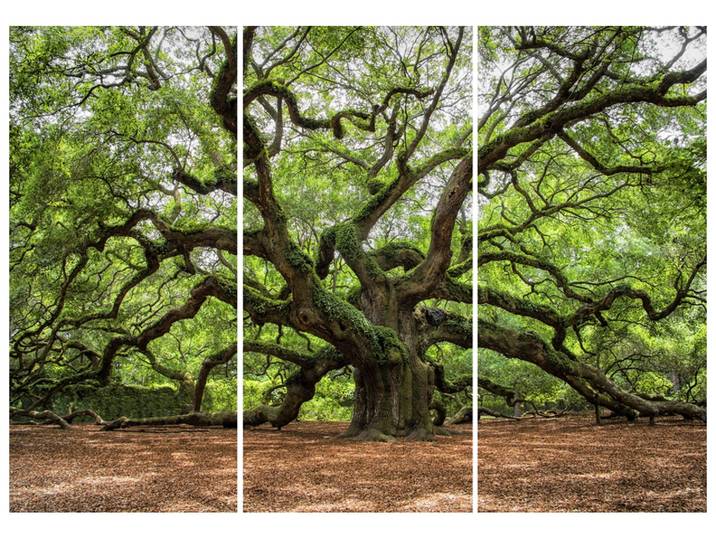 Alubild Verzweigter Baum image LAND