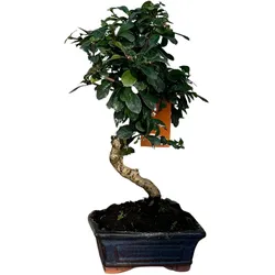 Tchibo - Bonsai »Carmona microphylla – Funkienteebaum« - grün