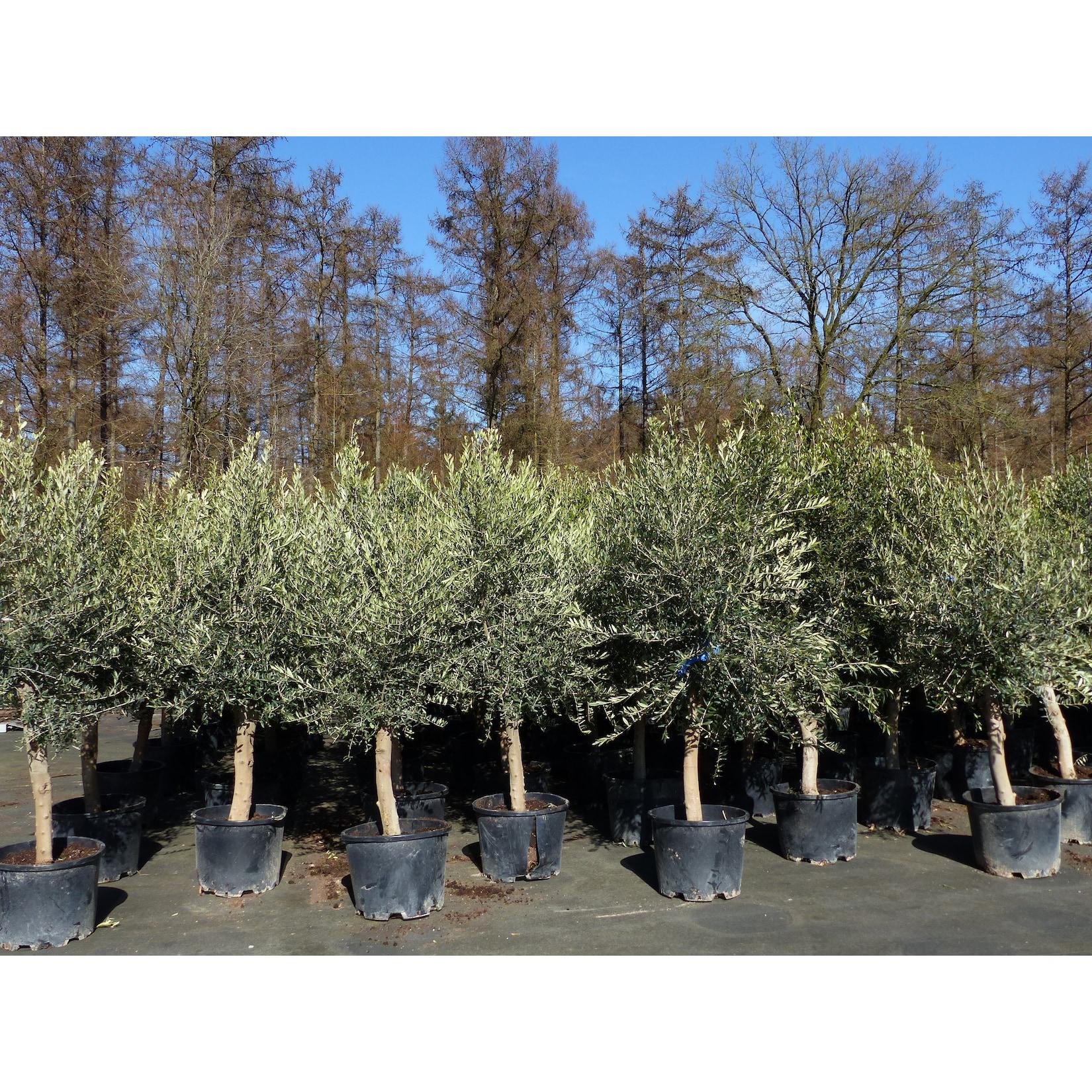 6x Olivenbaum Olive "20 Jahre" 180 - 220 cm, beste Qualität, Stammumfang 20 - 30 cm, winterhart, Olea Europaea