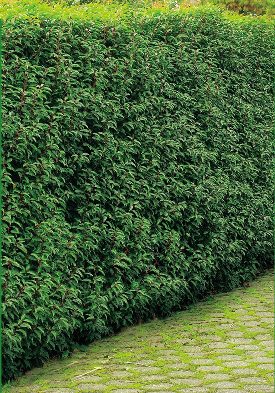 Pflanzen Portugiesischer Kirschlorbeer Prunus lusitanica 5 L Container