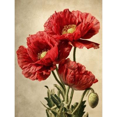CALVENDO Puzzle Ein Motiv aus dem Kalender Zeitlose Blütenpracht | 1000 Teile Lege-Größe 64x48cm Foto-Puzzle für glückliche Stunden, Sonstige von ,