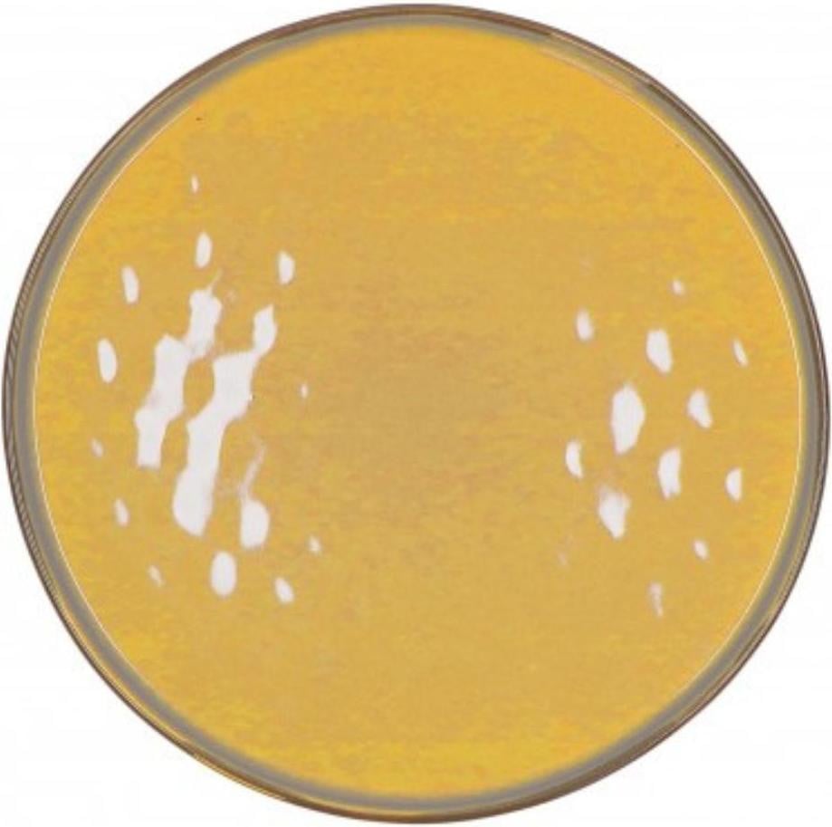 Rose & Tulipani Concerto Glam Ocra Dinner Plate 27cm R135700001