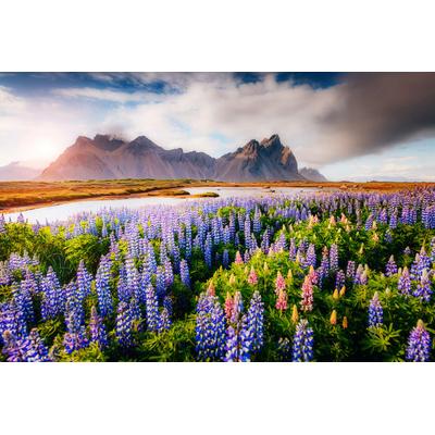 Fototapete PAPERMOON "Blumenwiese", bunt, B:2,5m L:1,86m, Vlies, Tapeten