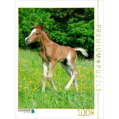 CALVENDO Puzzle Fröhliche Anmut - Araberfohlen auf der Weide | 1000 Teile Lege-Größe 64x48cm Foto-Puzzle für glückliche Stunden