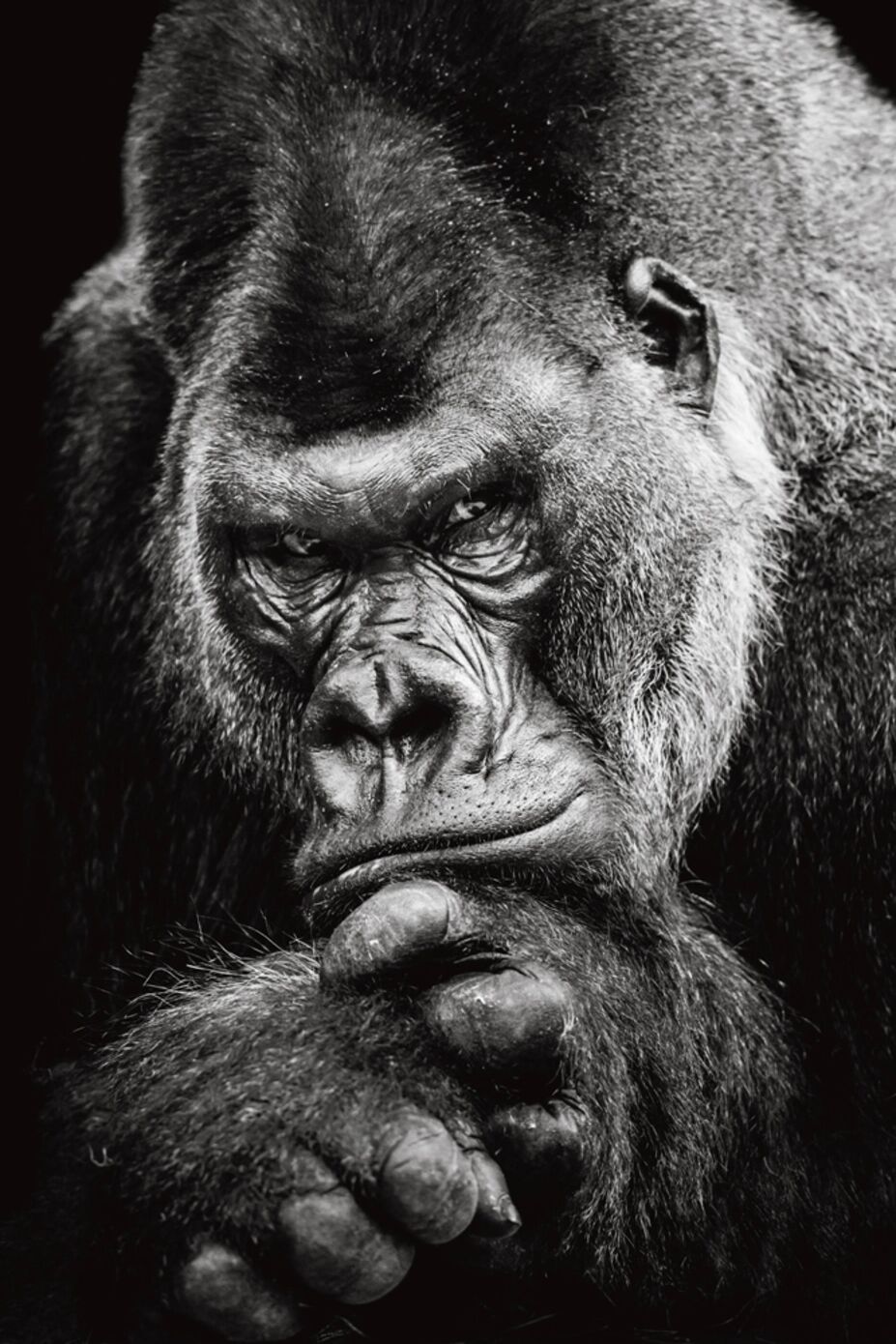 image LAND Imposanter Gorilla