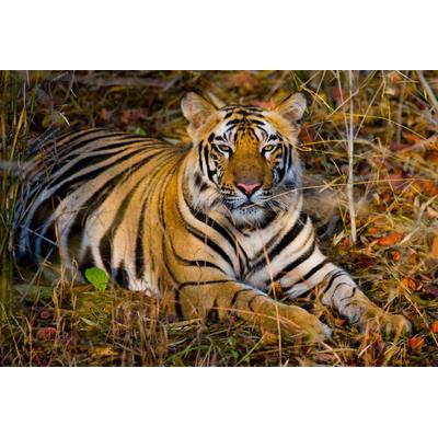 Fototapete PAPERMOON "Tiger", bunt, B:3m L:2,23m, Vlies, Tapeten