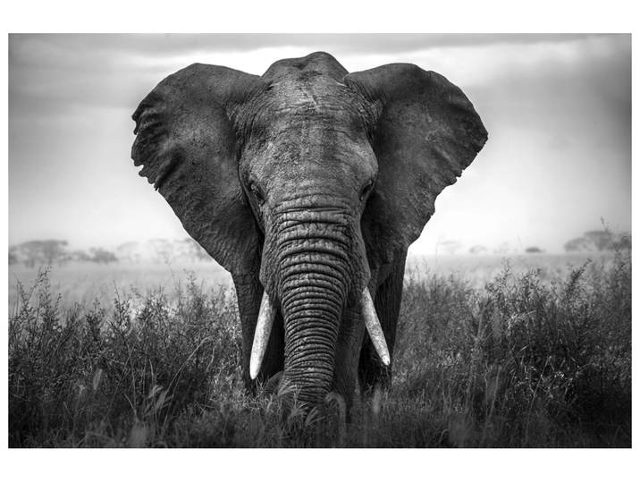 Alubild Großer Elefant image LAND
