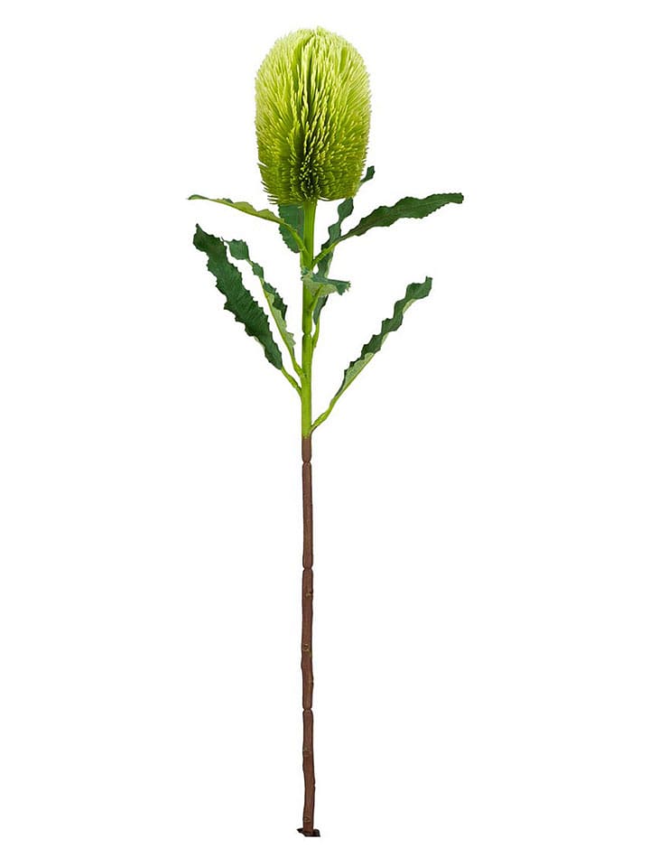 Bizzotto Kunstzweig ''Banksia Hazely'' in Grün - (L)65 cm - onesize