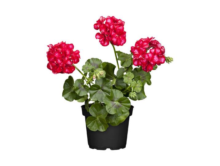 Geranien Steher Mix ⌀ 12 cm