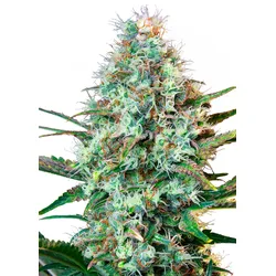 Royal Queen Seeds Royal Runtz 1 Samen - 1