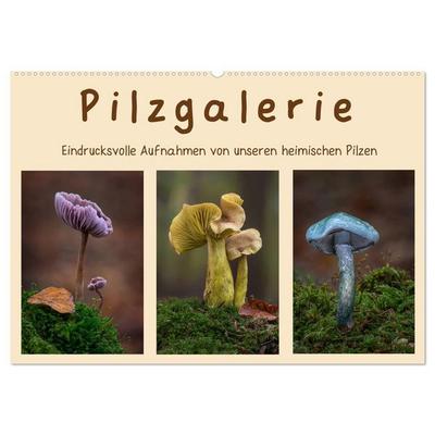 Pilzgalerie - Eindrucksvolle Aufnahmen von unseren heimischen Pilzen (Wandkalender 2026 DIN A2 quer), CALVENDO Monatskalender