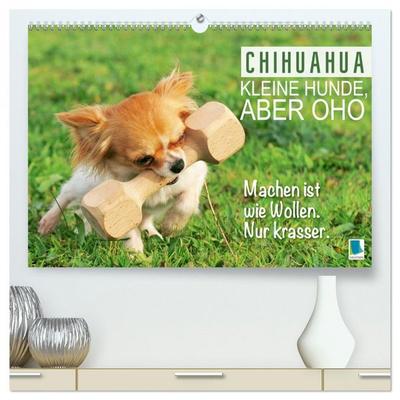 Chihuahua: Kleine Hunde, aber oho (hochwertiger Premium Wandkalender 2026 DIN A2 quer), Kunstdruck in Hochglanz