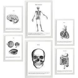 POSTER Set Mit 6 Organen Und Knochenplakaten Sammlung A3 & A4 Weißer Rahmen
