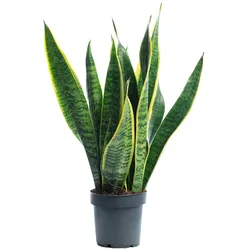 Sansevieria trifasciata 'Laurentii' – Robuster Bogenhanf, Luftreiniger, 30 cm hoch, Topf-Ø 12 cm