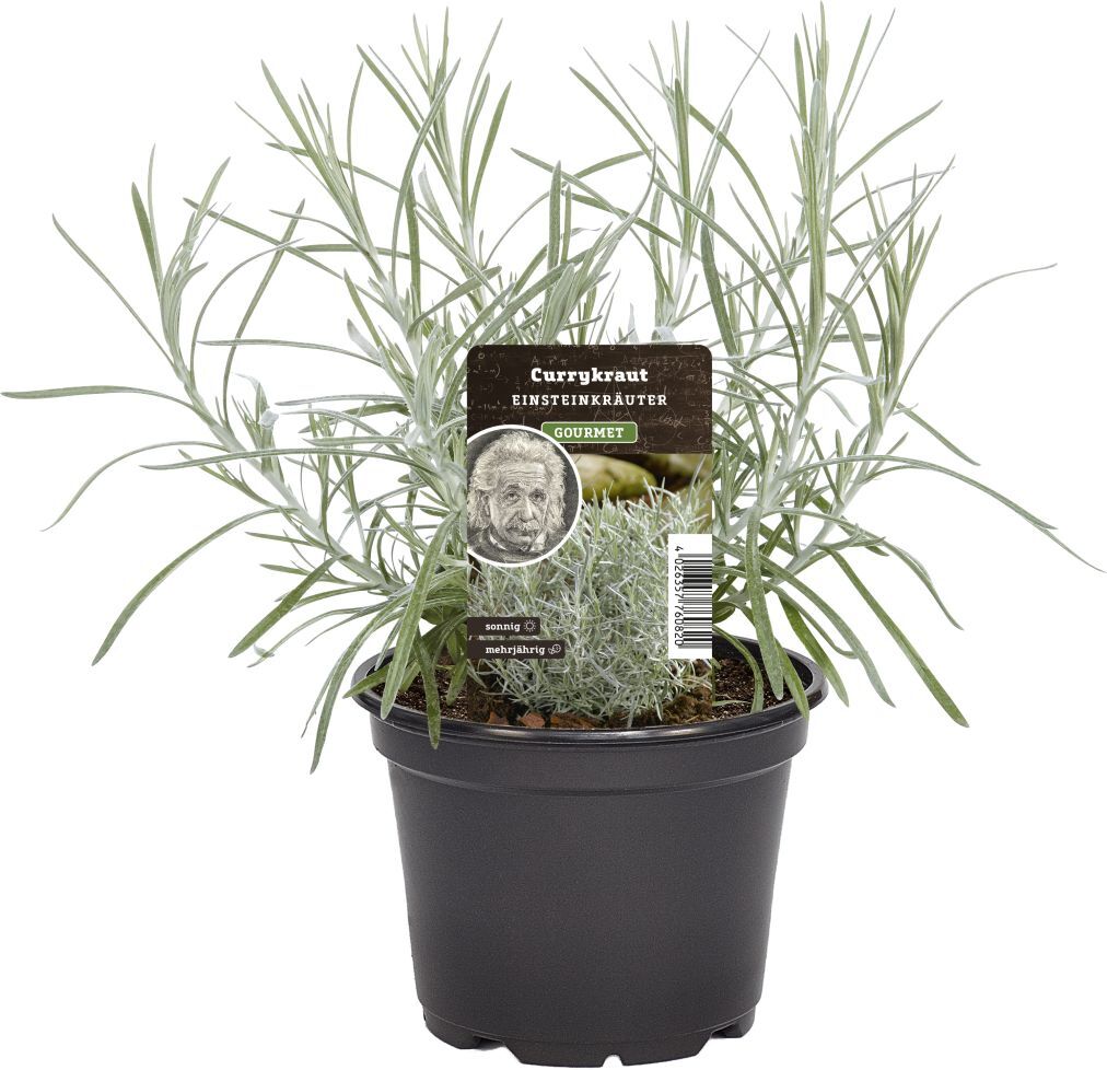 Pflanzen Einsteinkräuter Currykraut 12 cm Topf