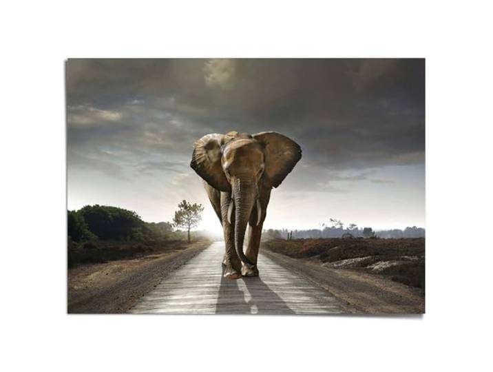 REINDERS Giant Poster XXL, Elefantenkönig, Wohnzimmer, Papier, 100 x 140
