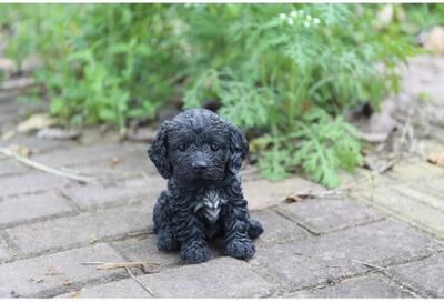 Hi-Line Gift Ltd. Cockapoo Puppy Statue