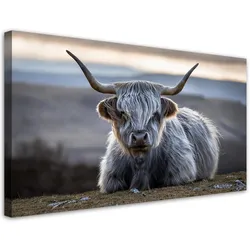 LEINWANDBILD Liegende schottische Kuh 120x60cm