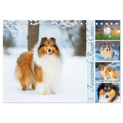 Faszinierende Rough Collies (Tischkalender 2027 DIN A5 quer), CALVENDO Monatskalender