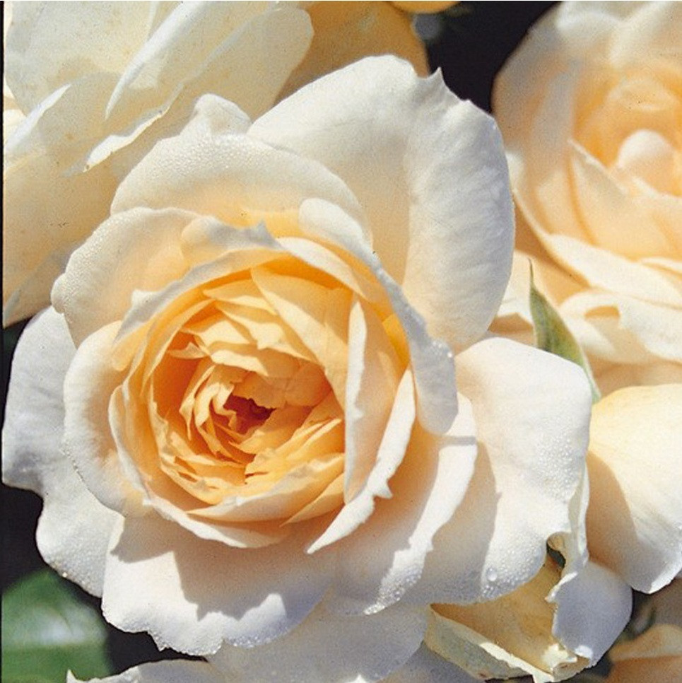Kordes Feenrose Rosa Lions Rose