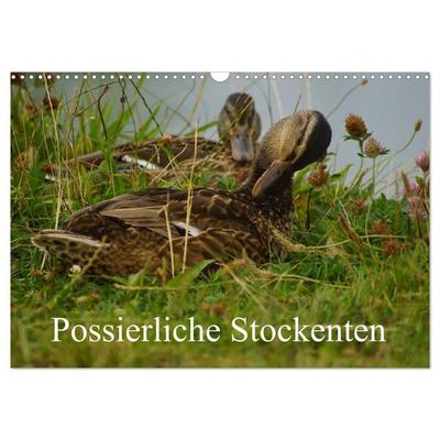 Possierliche Stockenten (Wandkalender 2027 DIN A3 quer), CALVENDO Monatskalender