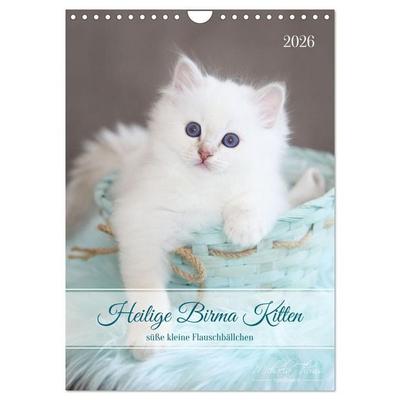 Heilige Birma Kitten - süße kleine Flauschbällchen (Wandkalender 2026 DIN A4 hoch), CALVENDO Monatskalender