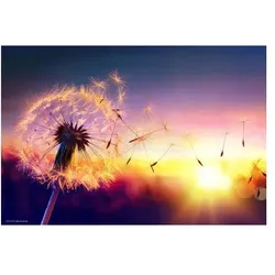 CoverYourDesk, Unterlage, Schreibtischunterlage Pusteblume im Sonnenlicht (60 x 40 cm)