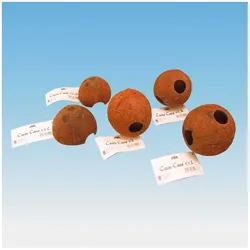 JBL Cocos Cava 1/1 L