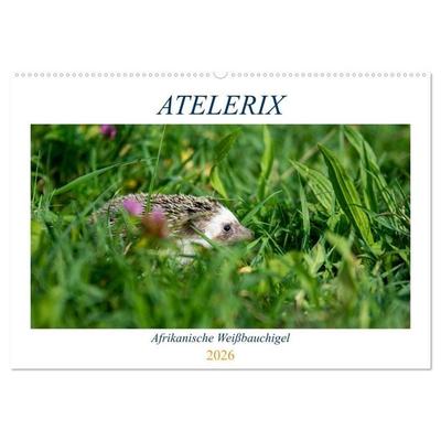 Atelerix - Afrikanische Weißbauchigel (Wandkalender 2026 DIN A2 quer), CALVENDO Monatskalender