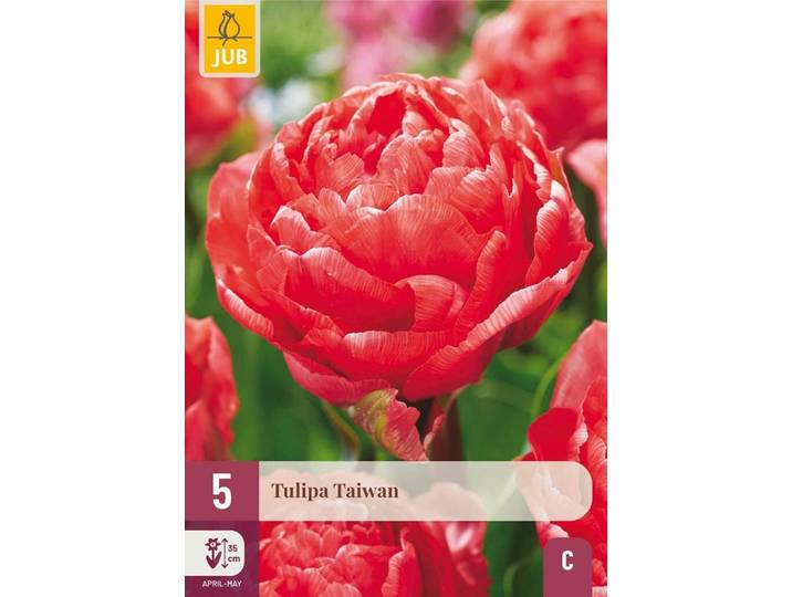 Tulp Taiwan 5 bollen