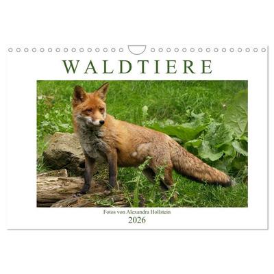 Waldtiere (Wandkalender 2026 DIN A4 quer), CALVENDO Monatskalender