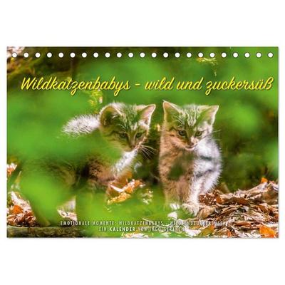 Wildkatzenbabys - wild und zuckersüß. (Tischkalender 2027 DIN A5 quer), CALVENDO Monatskalender