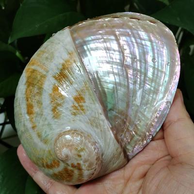 Abalone Shell Smudge Kit Paua Shell Sage Smudging Bowl With Stand h