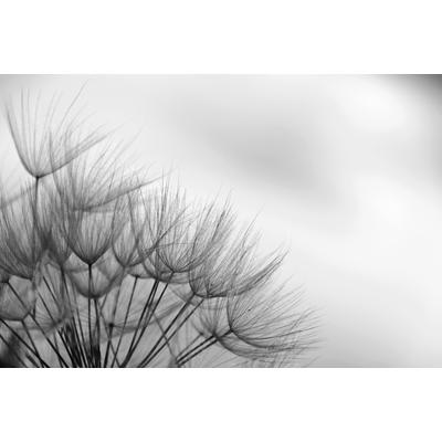 Papermoon "Blumen Schwarz & Weiß"