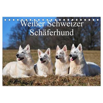 Weißer Schweizer Schäferhund (Tischkalender 2026 DIN A5 quer), CALVENDO Monatskalender