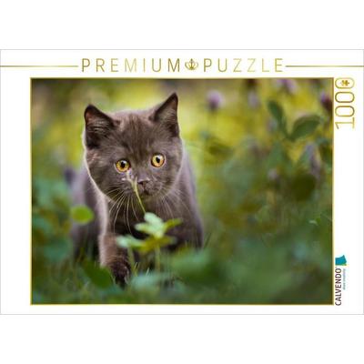 CALVENDO Puzzle Kleiner Britisch Kurzhaar Kater im Klee | 1000 Teile Lege-Größe 64x48cm Foto-Puzzle für glückliche Stunden