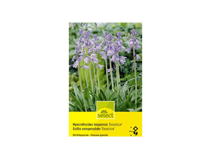 Select Blumenzwiebel Scilla Excelsior 10 Stück