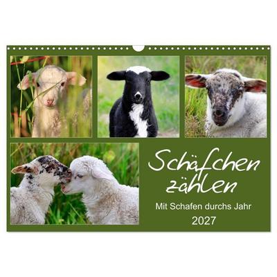 Schäfchen zählen - Mit Schafen durchs Jahr (Wandkalender 2027 DIN A3 quer), CALVENDO Monatskalender