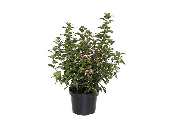 Lorbeer-Schneeball - Viburnum tinus Eve Price 50-60cm inklusive Topf